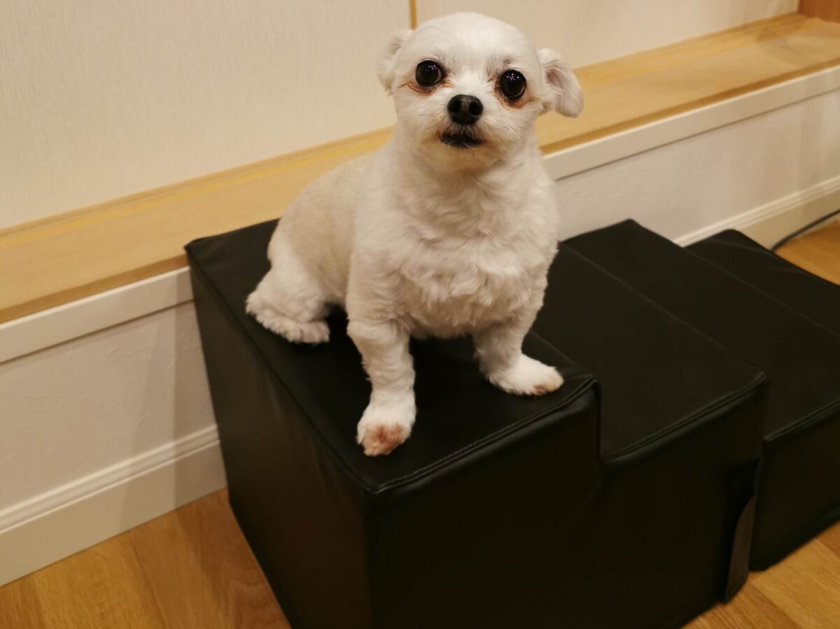 犬用階段にのる愛犬ハヌル