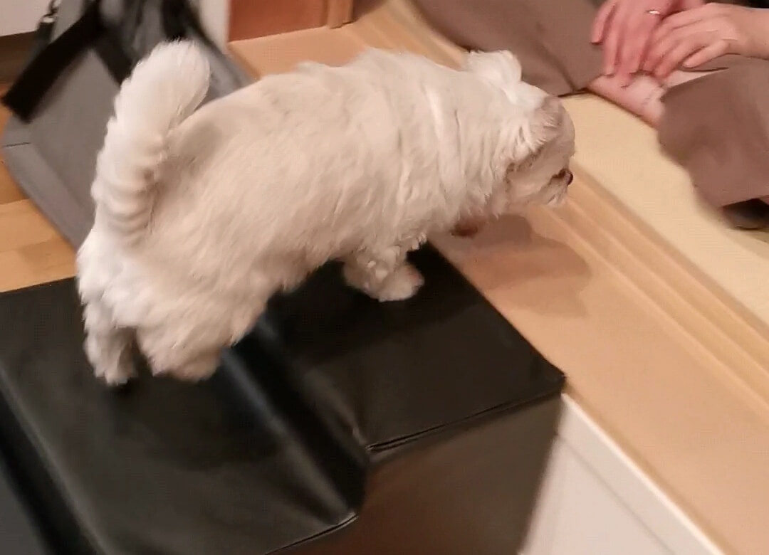 階段を上る練習をする犬